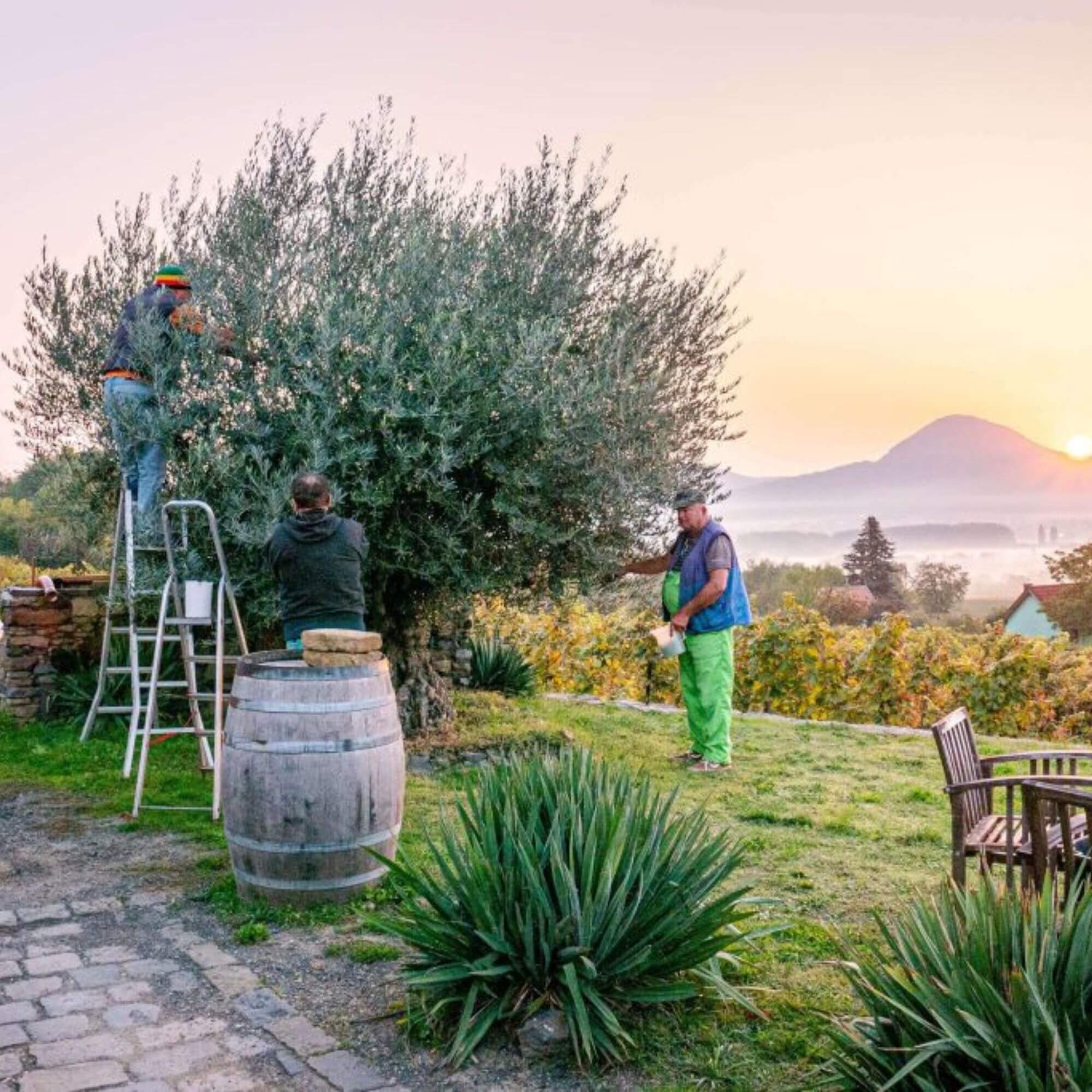 First-class vineyards are ideal for olives too – How Hungarian olive oil is made